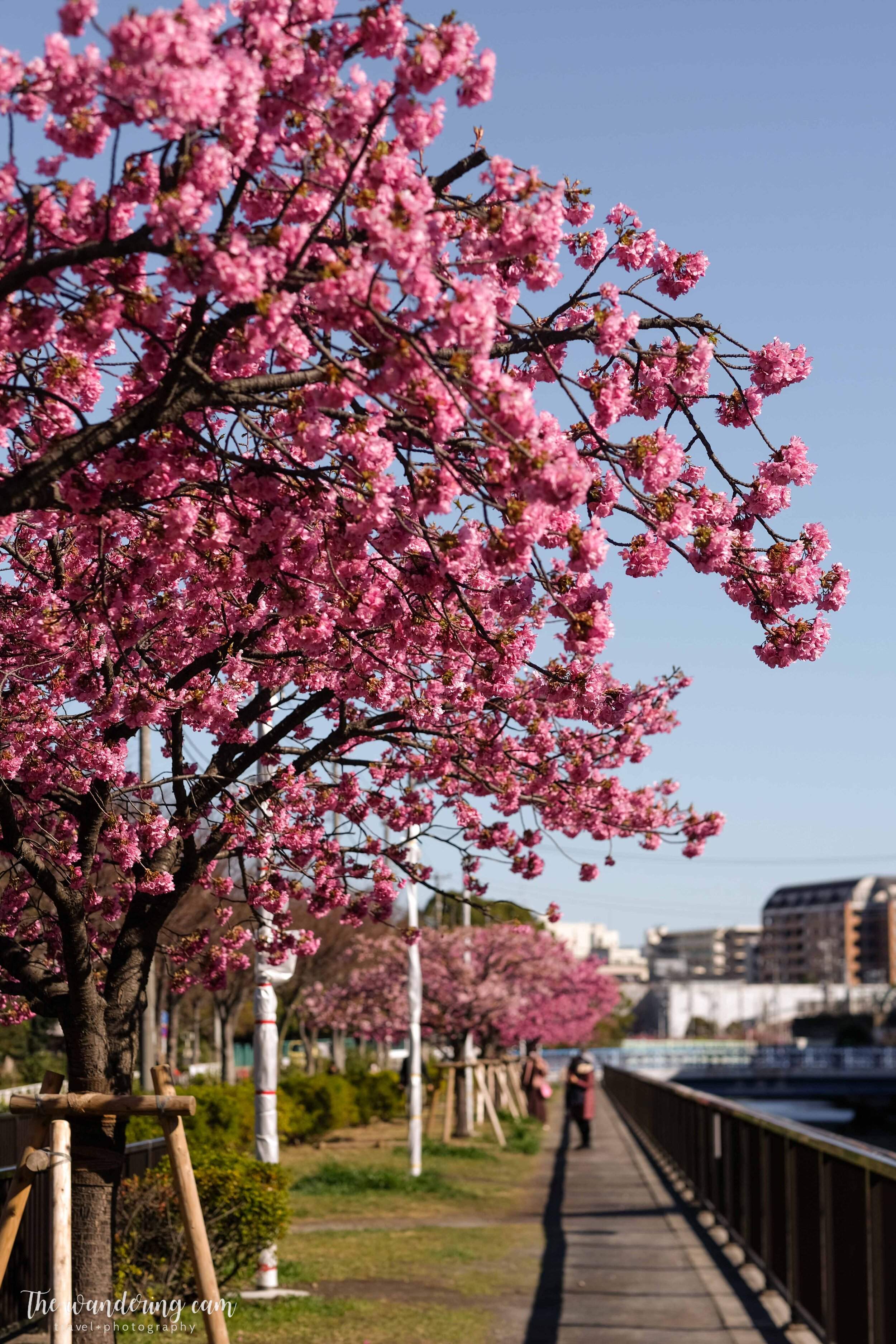 🌳 키바 공원 이미지 7